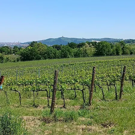 Apartman Bella Vista Wine